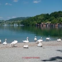 Hallwilersee mit dem Fahrrad