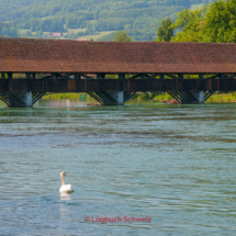 Aare Fahrradtour Wangen an der Aare