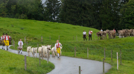 Appenzell Alpabfahrt, Alpabzug