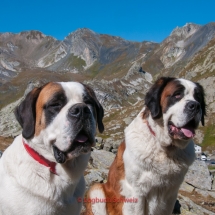 Bernhardiner auf dem Großen St. Bernhard