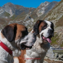 Bernhardiner auf dem Großen St. Bernhard