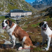 Bernhardiner auf dem Großen St. Bernhard