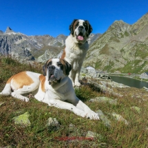 Bernhardiner auf dem Großen St. Bernhard