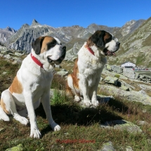 Bernhardiner auf dem Großen St. Bernhard