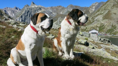 Bernhardiner auf dem Pass Großer St. Bernhard