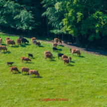 Emmental Fahrradtour