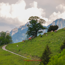 Gruyère Ort, Region, Käse, Stausee