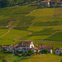 Lavaux Weinberge