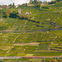 Lavaux Weinberge