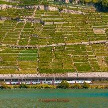 Lavaux Weinberge