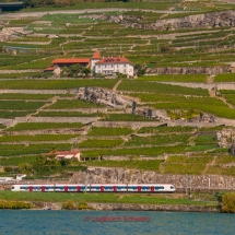 Lavaux Weinberge