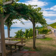 Lavaux Weinberge