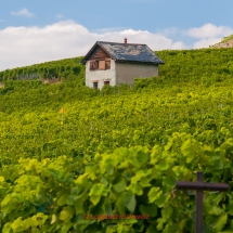 Lavaux Weinberge