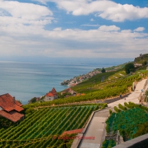 Lavaux Weinberge