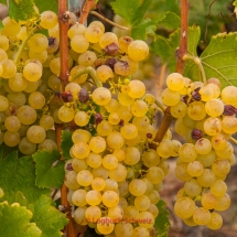 Lavaux Weinberge