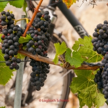 Lavaux Weinberge