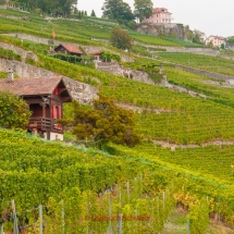 Lavaux Weinberge