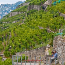 Lavaux Weinberge