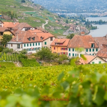 Lavaux Weinberge