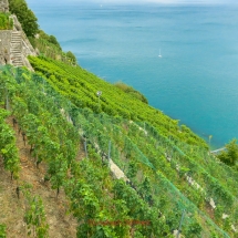 Lavaux Weinberge