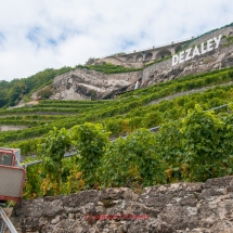 Lavaux Weinberge