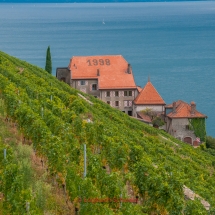 Lavaux Weinberge