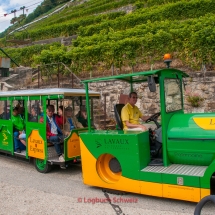 Lavaux Weinberge