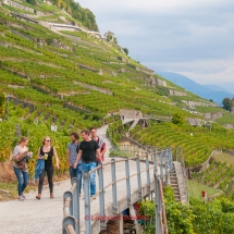 Lavaux Weinberge