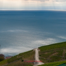 Lavaux Weinberge