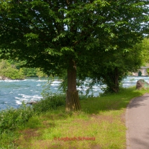 Rhein-Fahrradtour-0412-Seerhein-Rheinfall