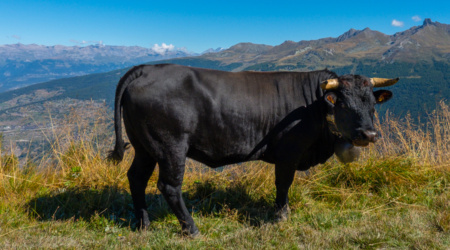 Val d'Hérens - Eringer Kühe