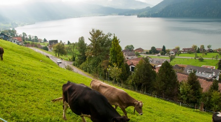 Ägerisee